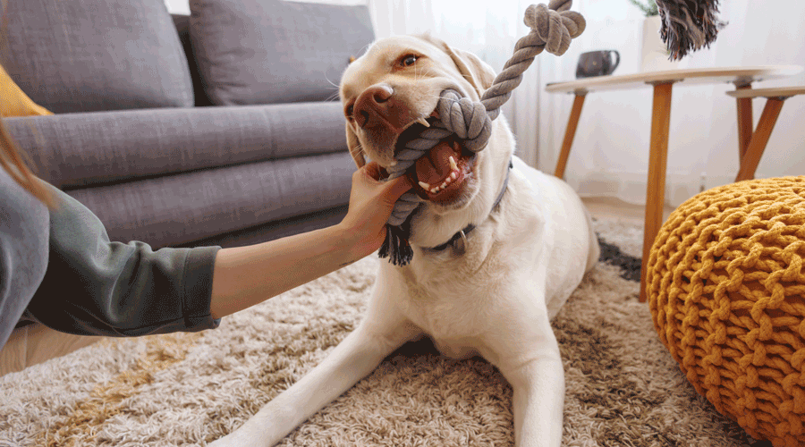 Un gos jugant amb una persona de la casa (iStock)