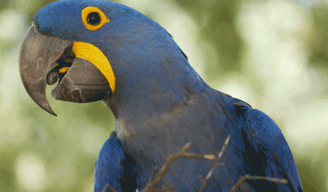 Un exemplar de guacamai jacint