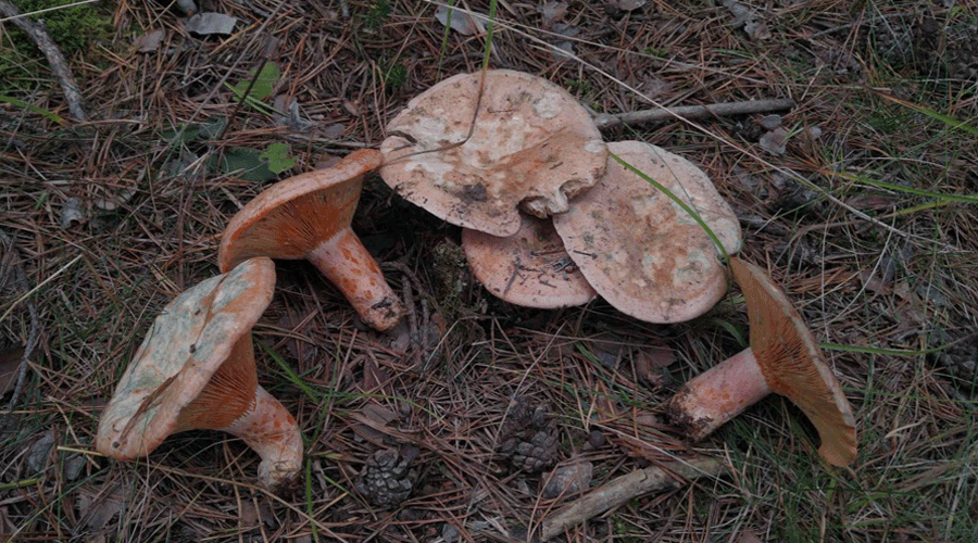 Enguany hi ha hagut menys quantitat i menys diversitat de bolets (AR+I)