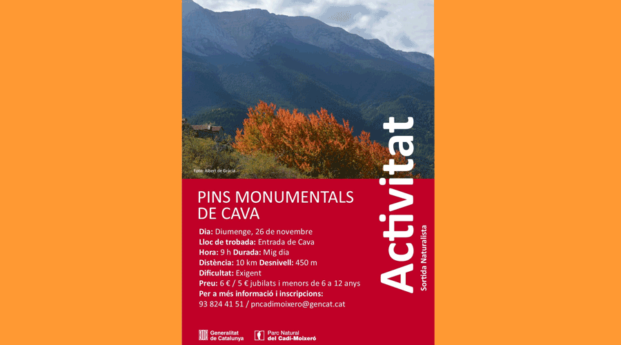 Cartell de la sortida per a veure els pins monumentals