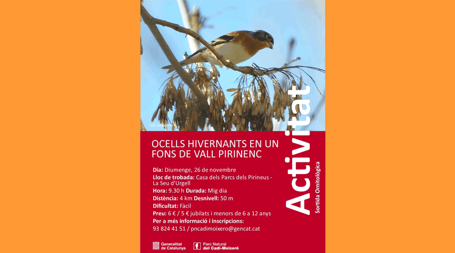 Cartell de l'activitat per a observar ocells
