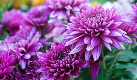 Flors de tardor i hivern per al jardí