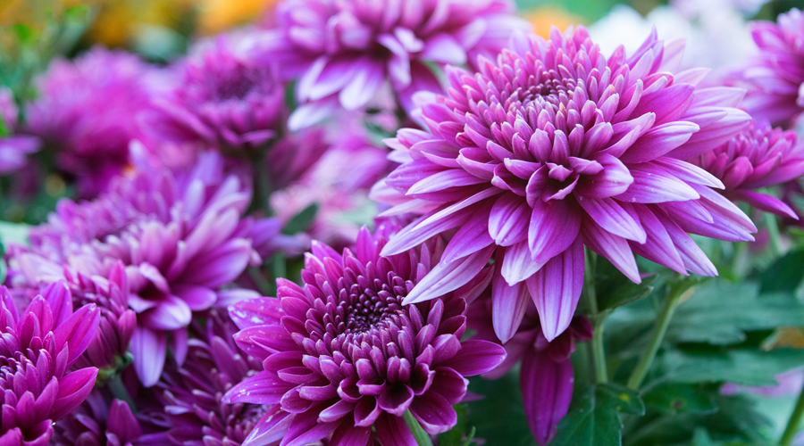 Flors de tardor i hivern per al jardí (iStock)