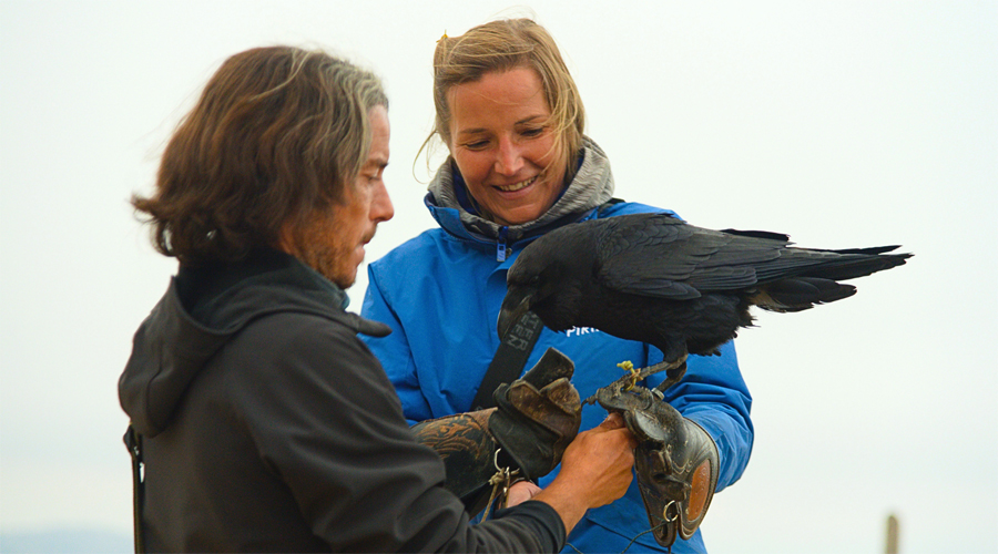 L'equip del Zoo del Pirineu té molta experiència en el tracte amb còrvids humanitzats