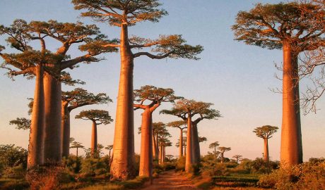 Exemplars de Baobabs a l'Àfrica