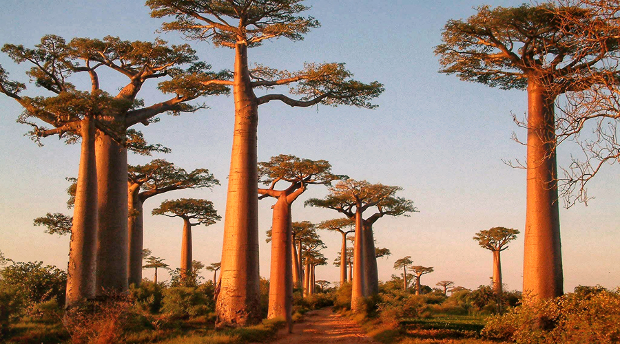 Exemplars de Baobabs a l'Àfrica (Getty images)