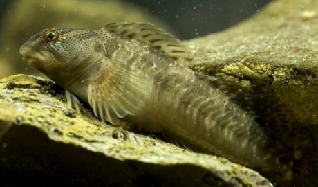 Un exemplar de bavosa de riu femella