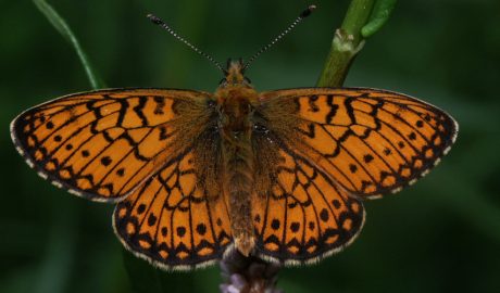 Un exemplar de la papallona donzella de la bistorta
