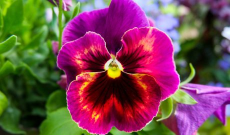 Una viola tricolor, altrament dita flor del pensament