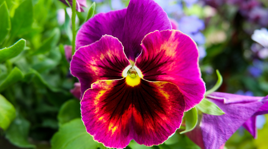 Una viola tricolor, altrament dita flor del pensament (Getty images)