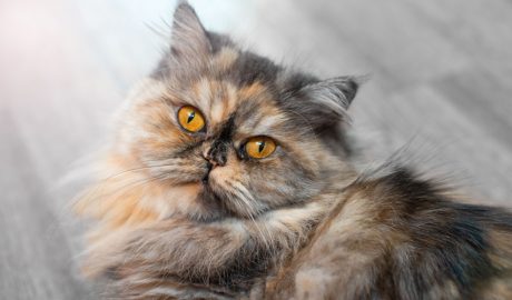 Un exemplar de gat persa