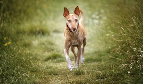 Un exemplar de podenc