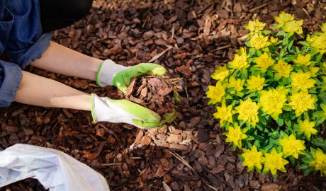 Una mostra de la tècnica del mulching