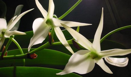 Un exemplar d'orquídia Darwin de la Patagònia