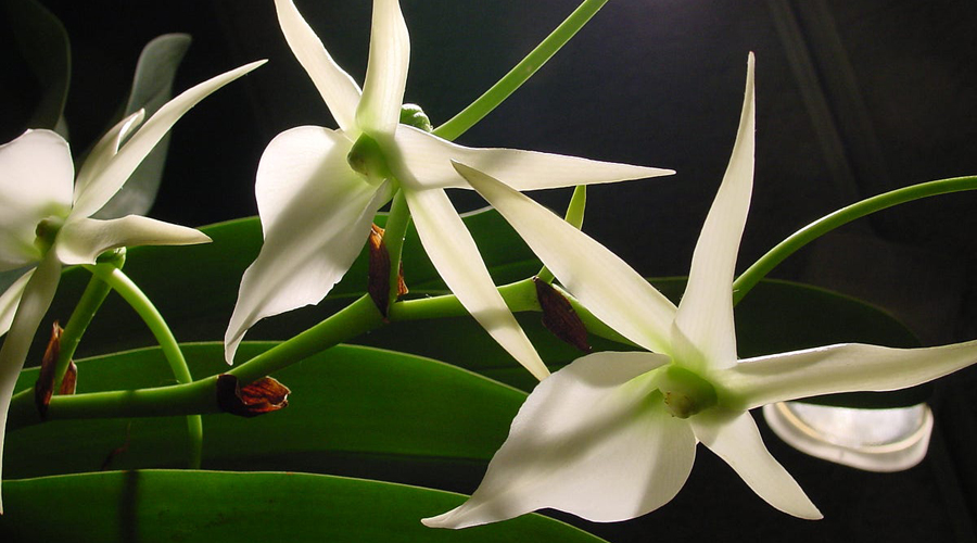 Un exemplar d'orquídia Darwin de la Patagònia (BLOGPOST.COM)