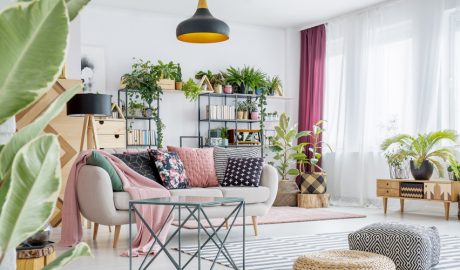 Plantes d'interior i decoratives