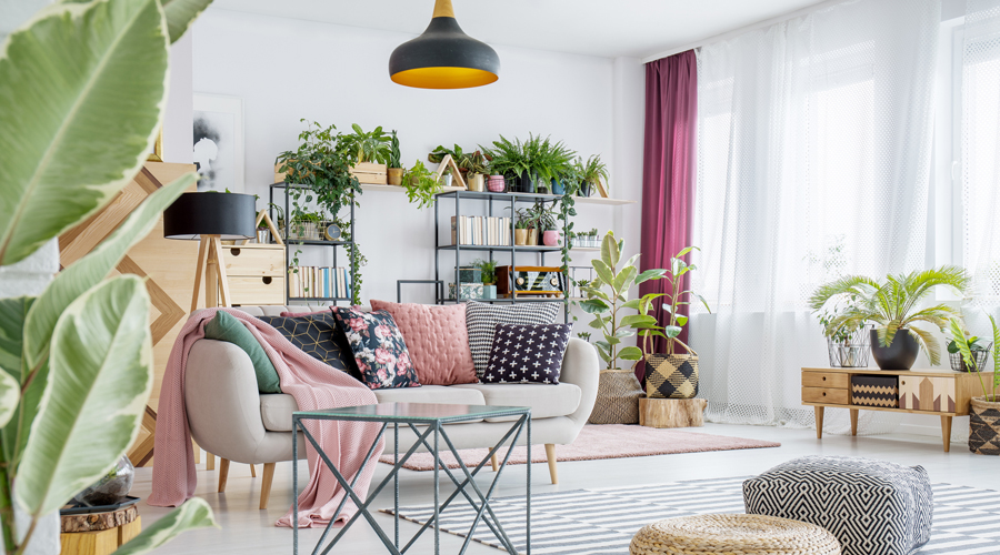 Plantes d'interior i decoratives (iStock)