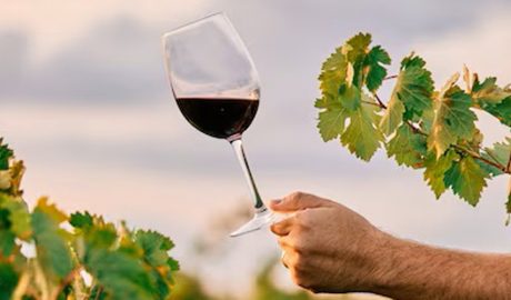 Un tast de vins és una bona excusa per a fer una escapada