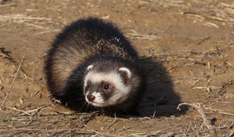 Un exemplar de turó europeu