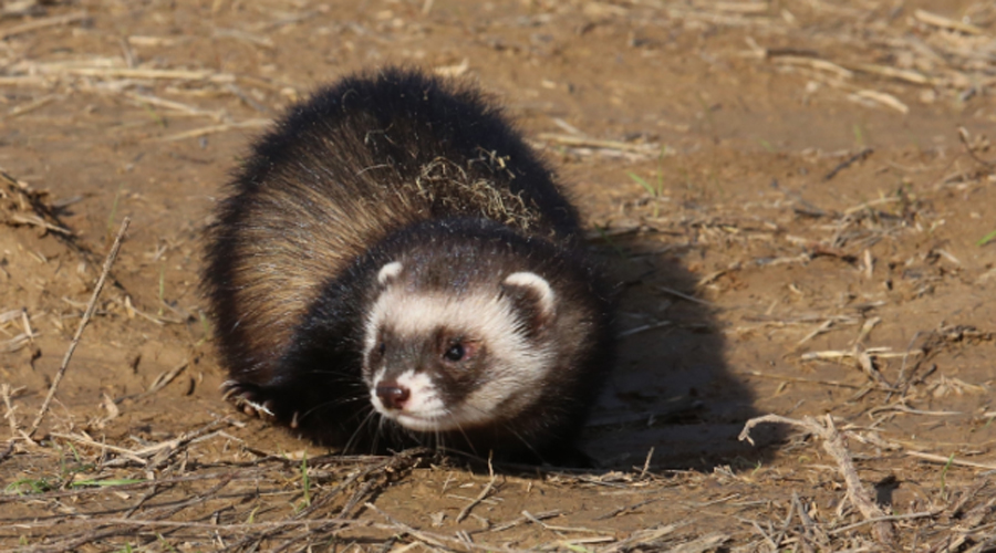 Un exemplar de turó europeu (Gencat)