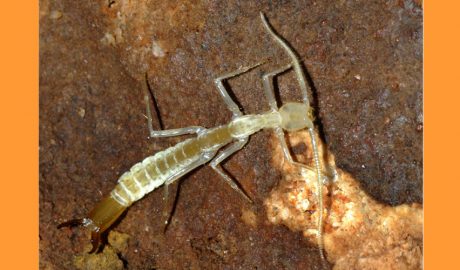 Un exemplar de Gollumjapyx smeagol