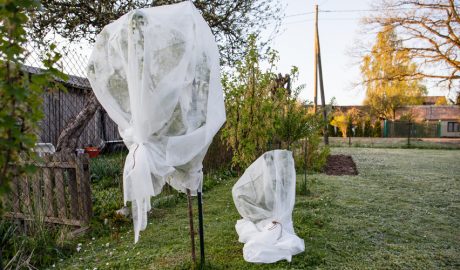 Arbres protegits del fred