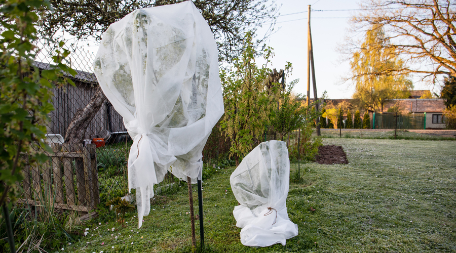 Arbres protegits del fred (Getty images)