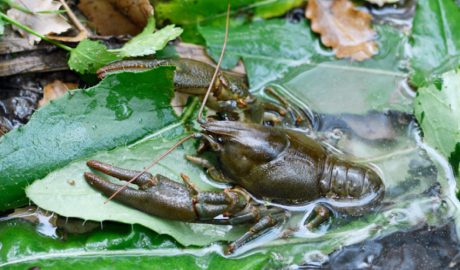 Exemplar de cranc de riu autòcton