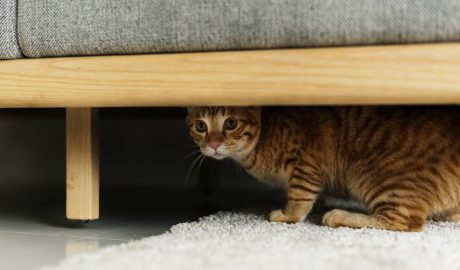 Un gat poruc amagant-se