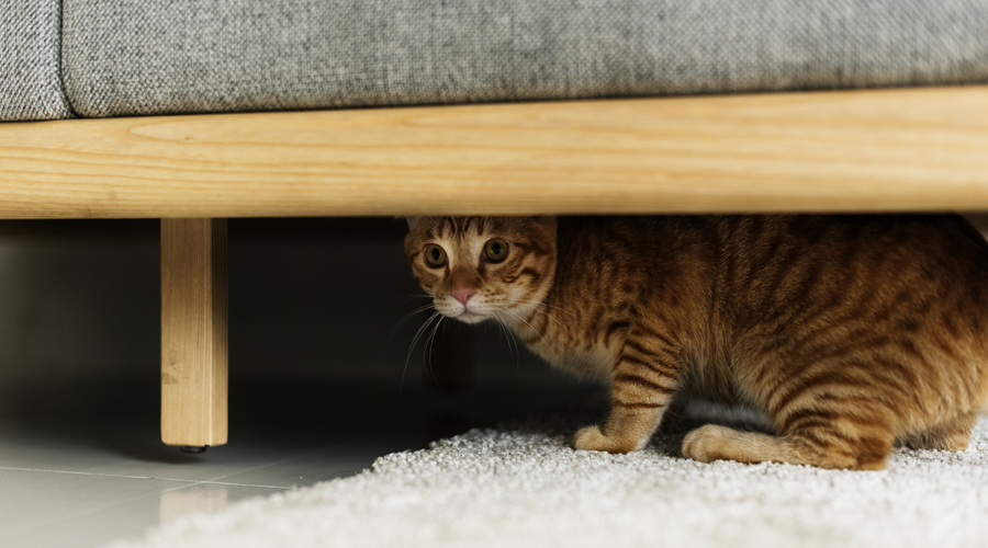 Un gat poruc amagant-se (AMIC)