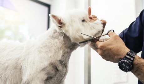 El propietari d'un gos tallant-li el pèl