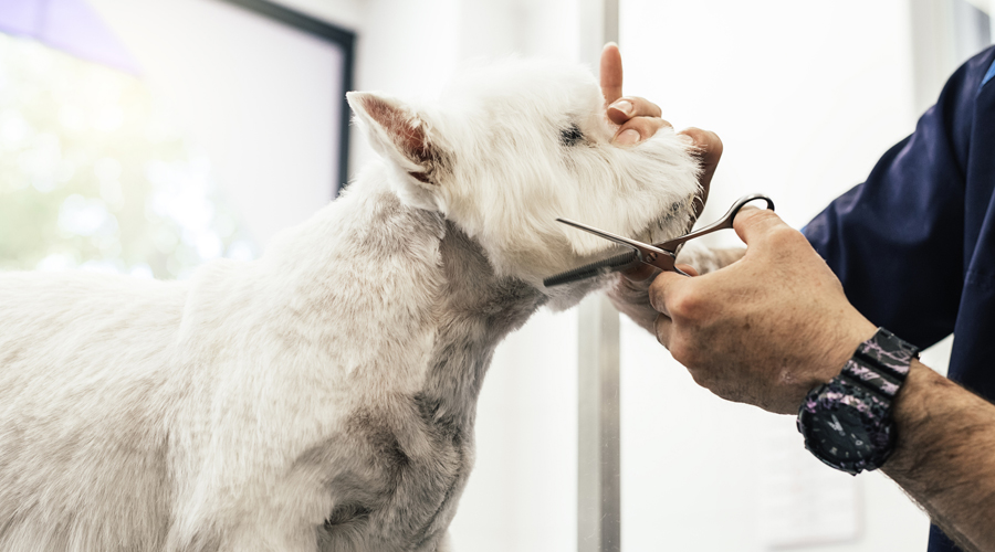 El propietari d'un gos tallant-li el pèl (AMIC)