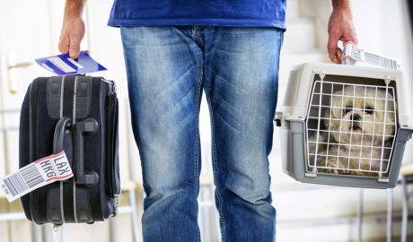 Un home, de viatge, acompanyat pel seu gos