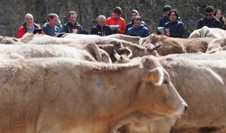 Formació de nous jutges i qualificadors de concursos de bestiar boví, a Bellestar