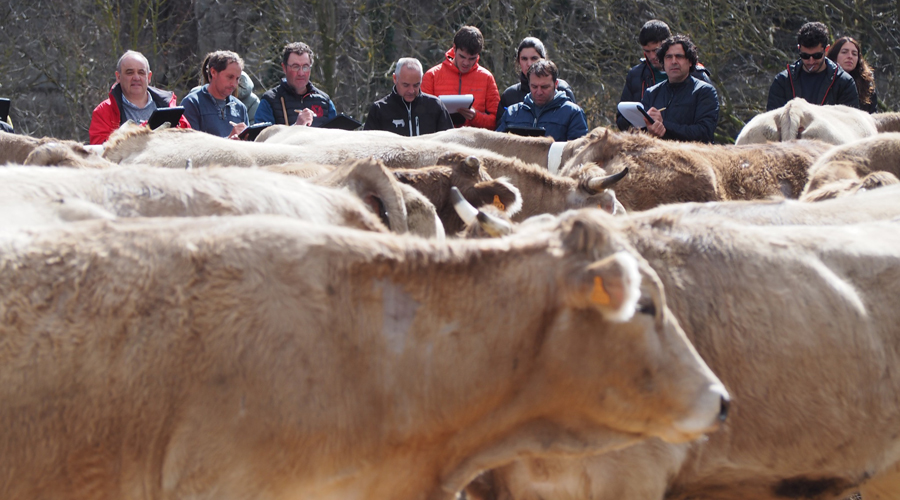 Formació de nous jutges i qualificadors de concursos de bestiar boví, a Bellestar (RàdioSeu)