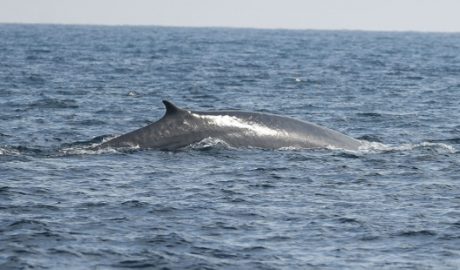 El llom d'un rorqual comú