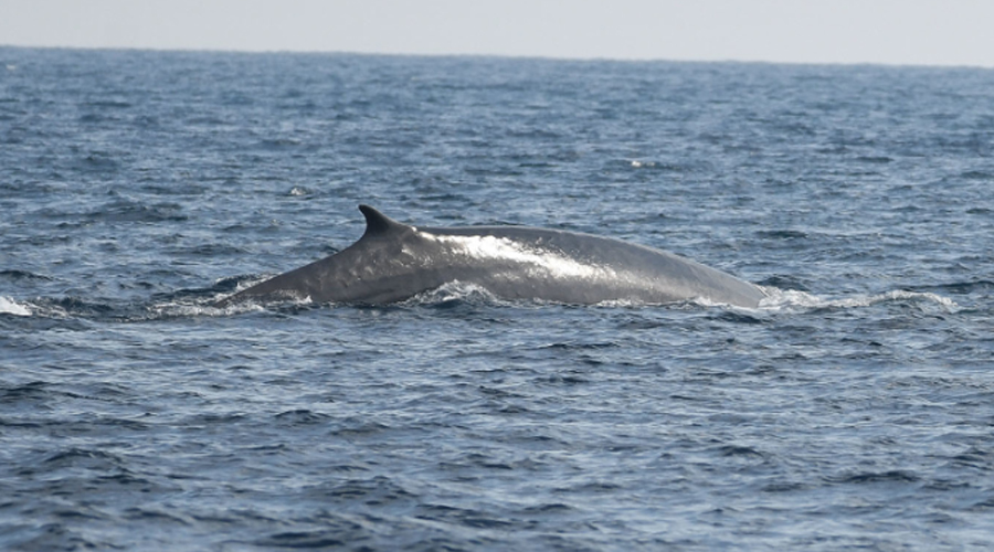 El llom d'un rorqual comú (Govern.cat)