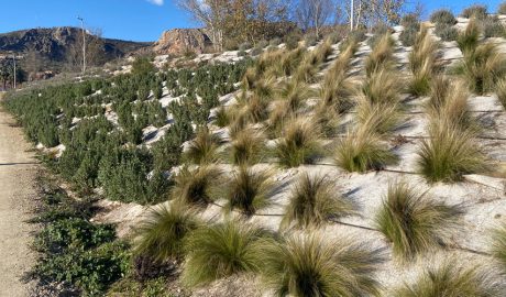 Un jardí amb una manta antiherba biodegradable
