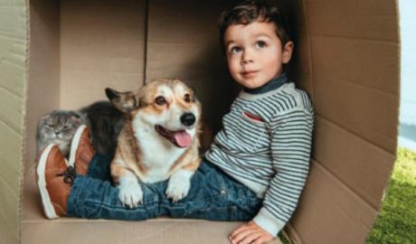 Un nen interactuant amb un gos i un gat