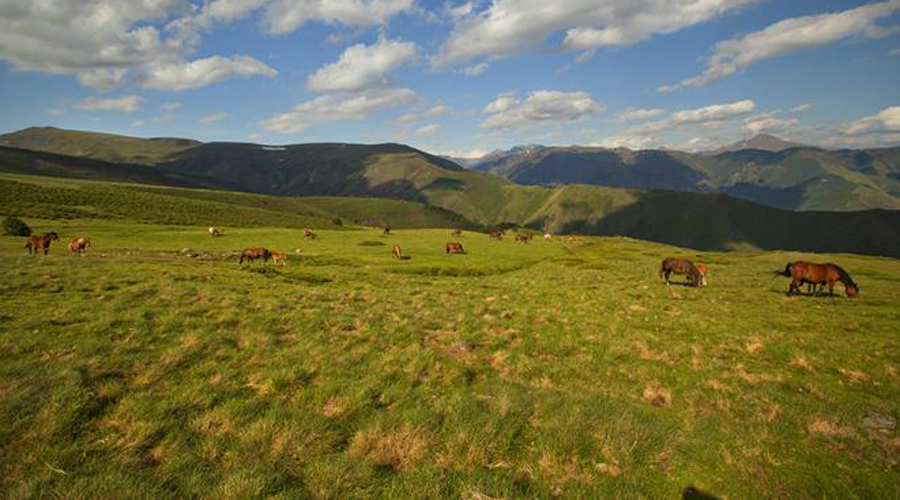 Una imatge de pastura a l'Alt Pirineu (Govern.cat)