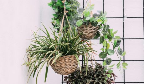 Uns tests amb plantes d'interior penjats del sostre