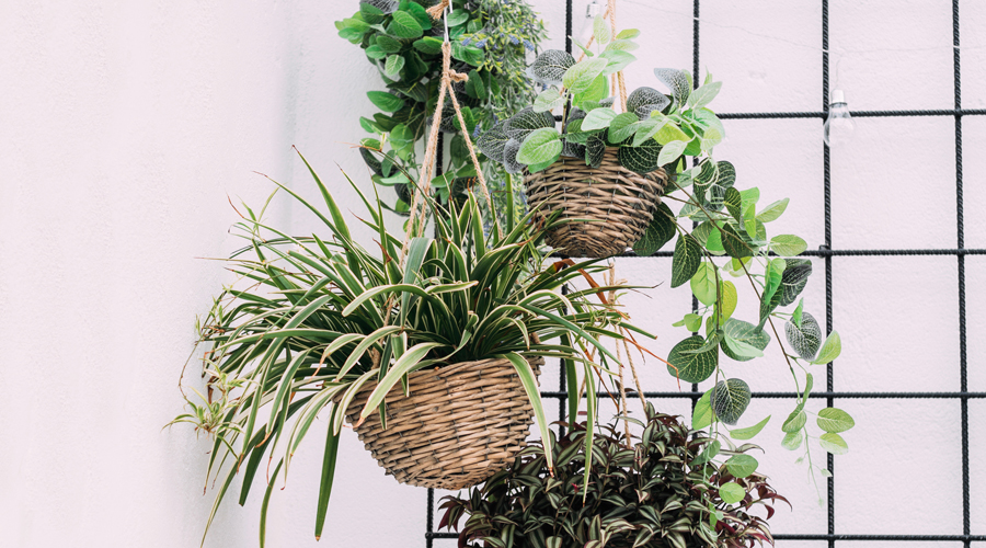 Uns tests amb plantes d'interior penjats del sostre (AMIC)
