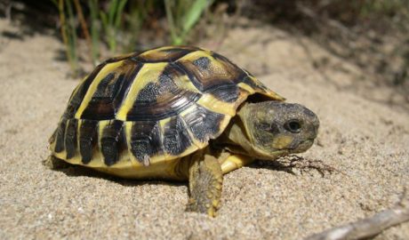 Un exemplar de tortuga mediterrània