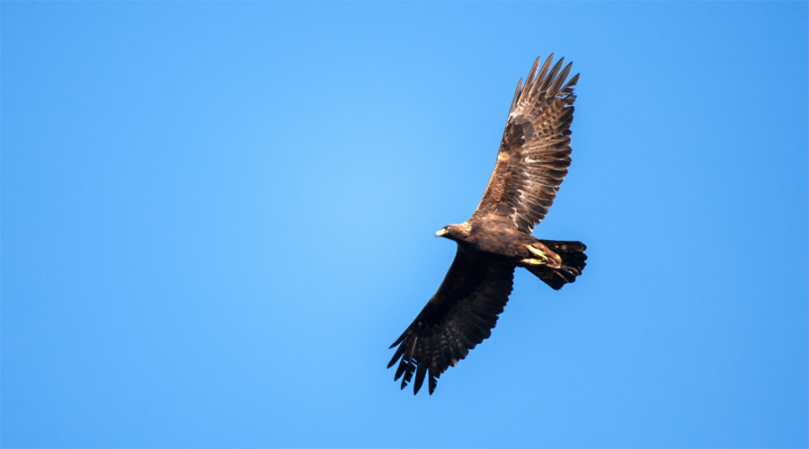 Segons el Servidor d'Informació Ornitològica de Catalunya actualment hi ha 140-160 parelles d'àliga daurada a Catalunya (Zoo)