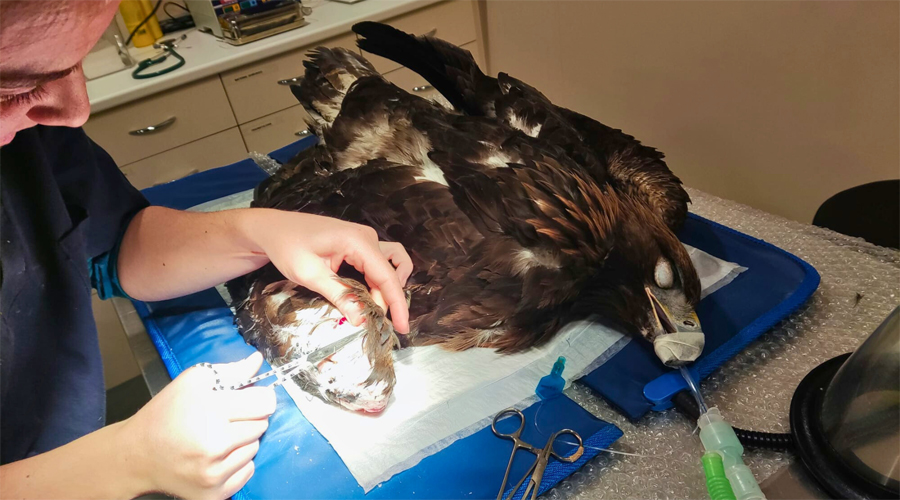 Laia Sanchez Golobart, veterinària del centre, amputa l'ala de l'àliga daurada (Zoo del Pirineu)