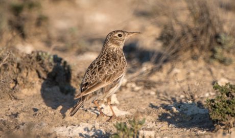 Un exemplar d'alosa becuda