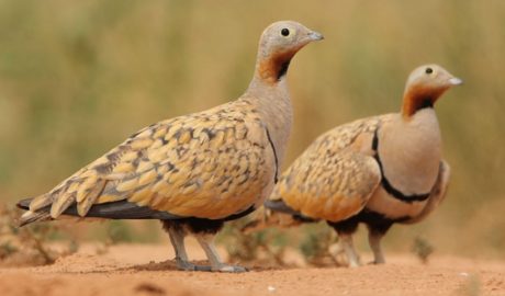 Dos exemplars de xurra