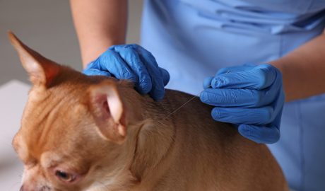 Hi ha animals que poden ser tractats amb acupuntura
