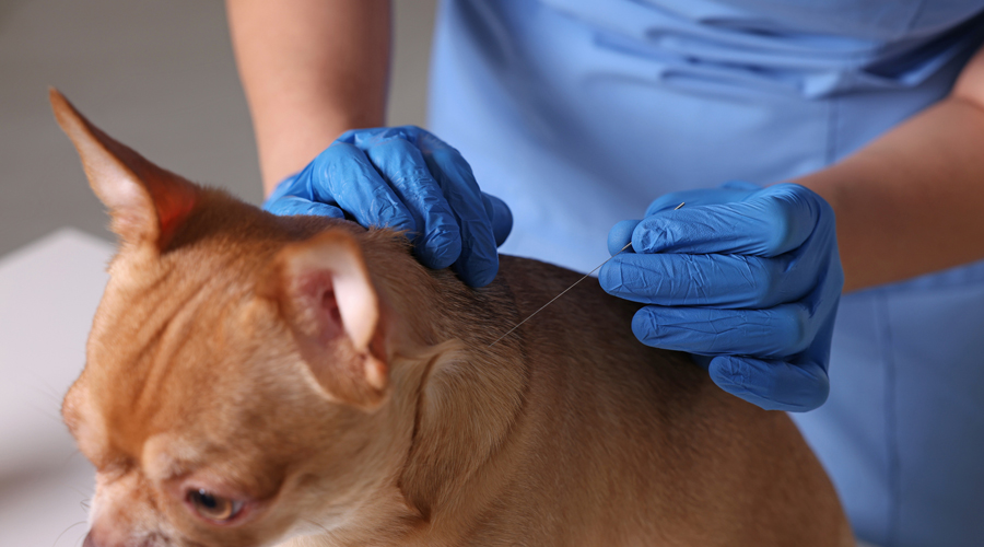 Hi ha animals que poden ser tractats amb acupuntura (AMIC)