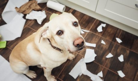 Gos acabant de fer una entremaliadura